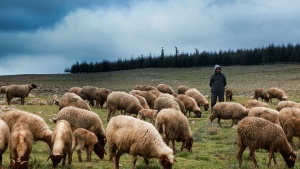 Sheep in a field. 