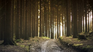 A stone path through a forest