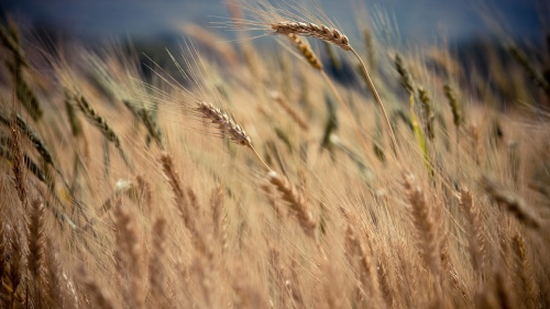 A wheat field up close.